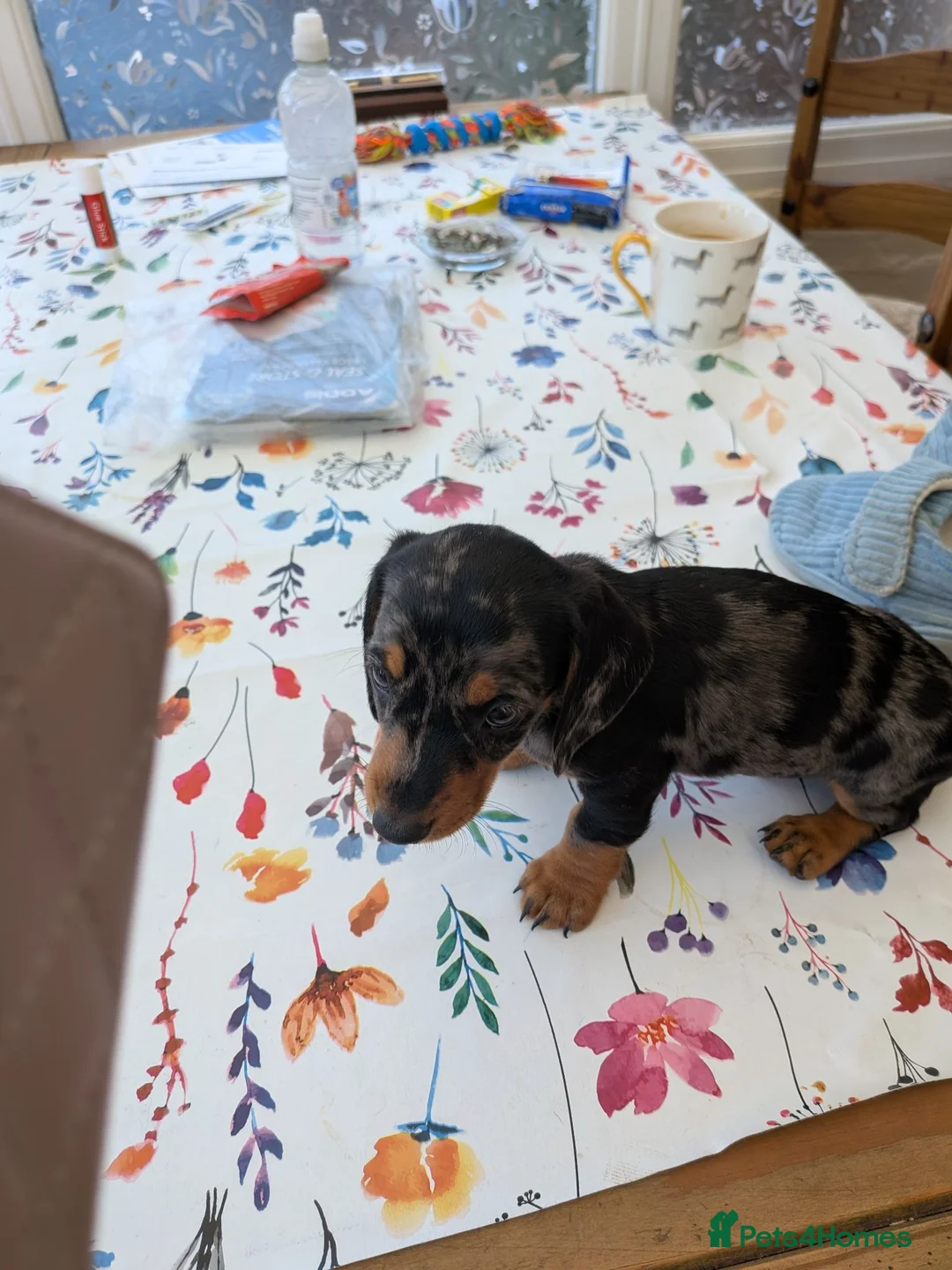 Dachshund dogs for sale: Dachshund  in King's Lynn - Advert 2