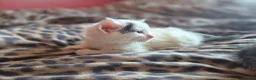 Domestic Shorthair cats for sale: LOOKING FOR A LOVING HOME — 2 BABY BOYS AND MUM  in King's Lynn - Advert 4