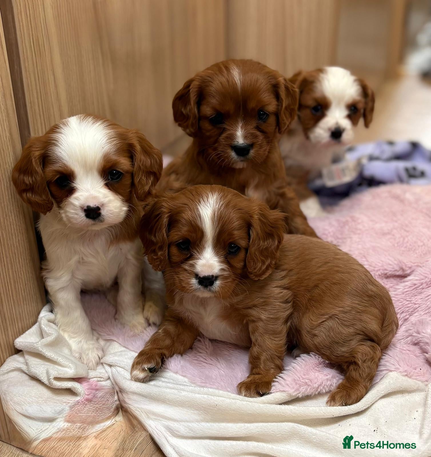 Cavalier King Charles Spaniel dogs for sale: Beautiful cavalier puppies  - Advert 4