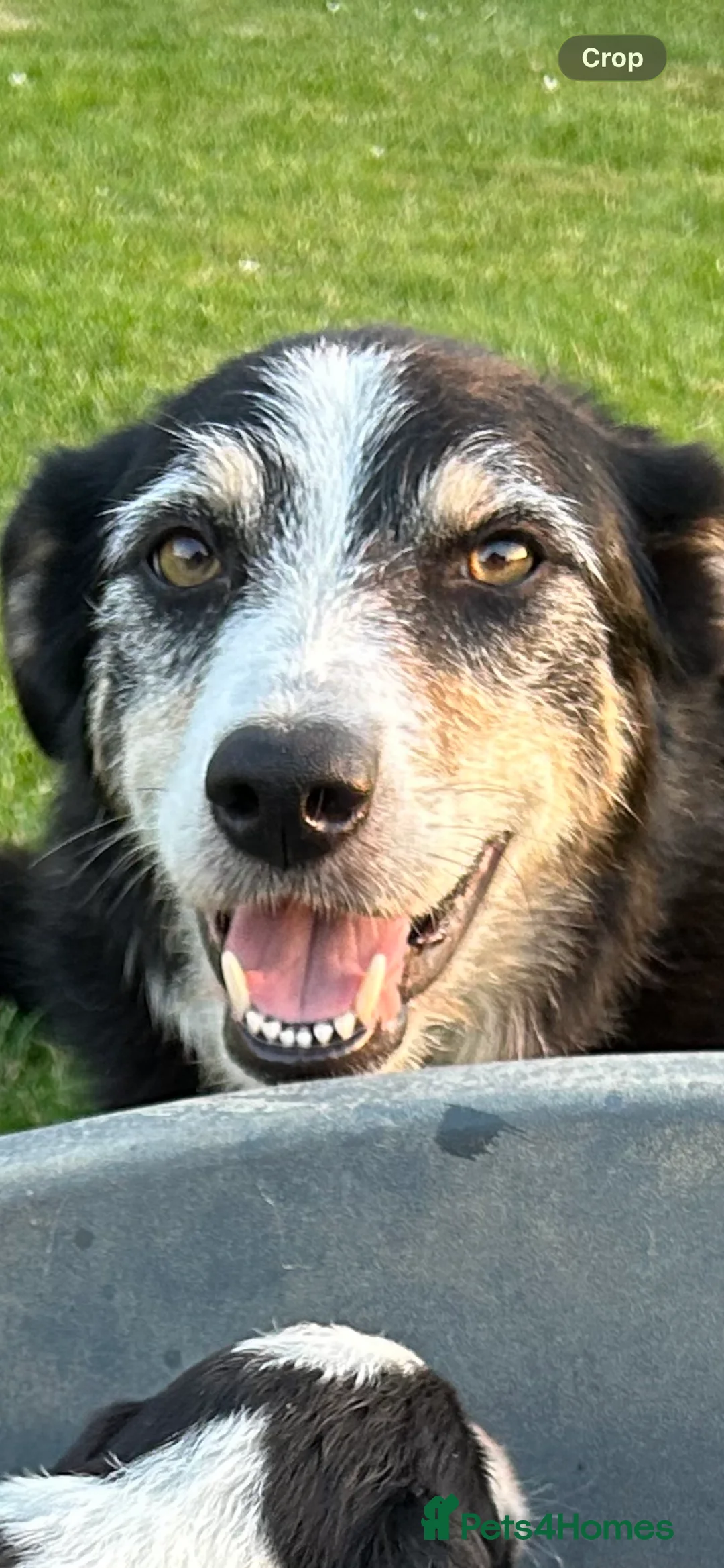 Border Collie dogs for sale: Border collie pups for sale - Advert 2