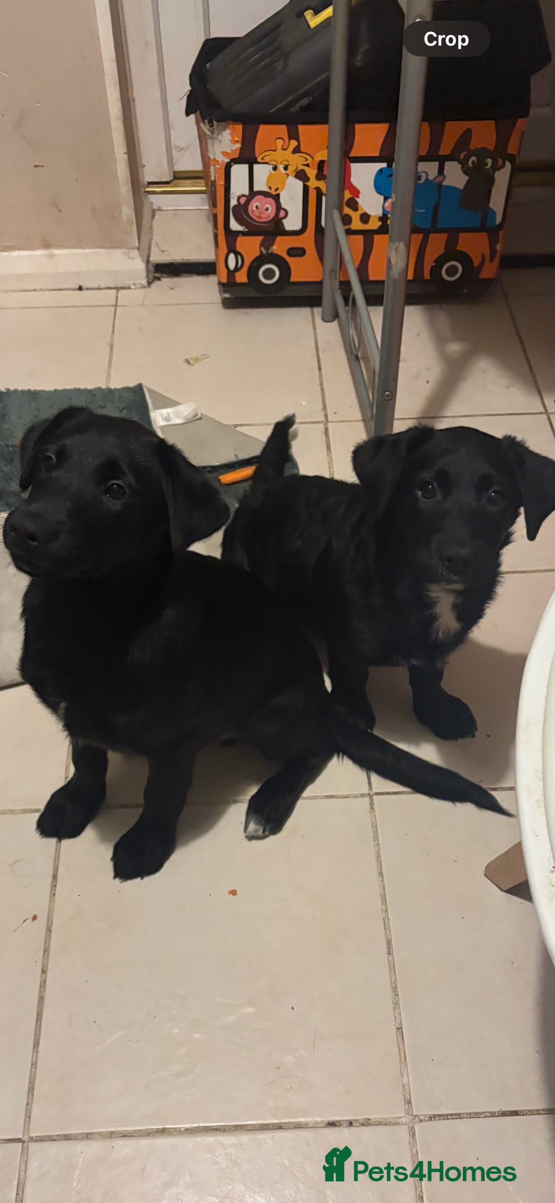 Goldador dogs for sale: Goldador puppies ready for rehome now!  - Advert 7