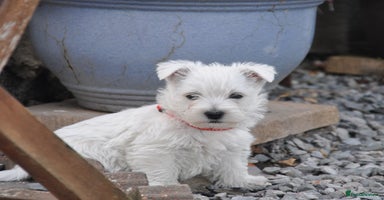 West Highland Terrier dogs - Advert 14