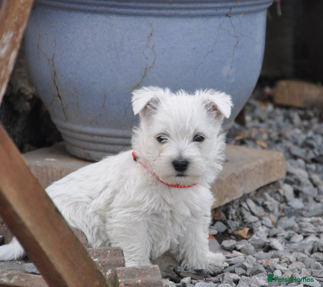 West Highland Terrier dogs for sale: West Highland terrier Puppies - Image 2