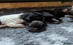 Shihpoo dogs for sale: F2 shihpoo puppies. - Image 14