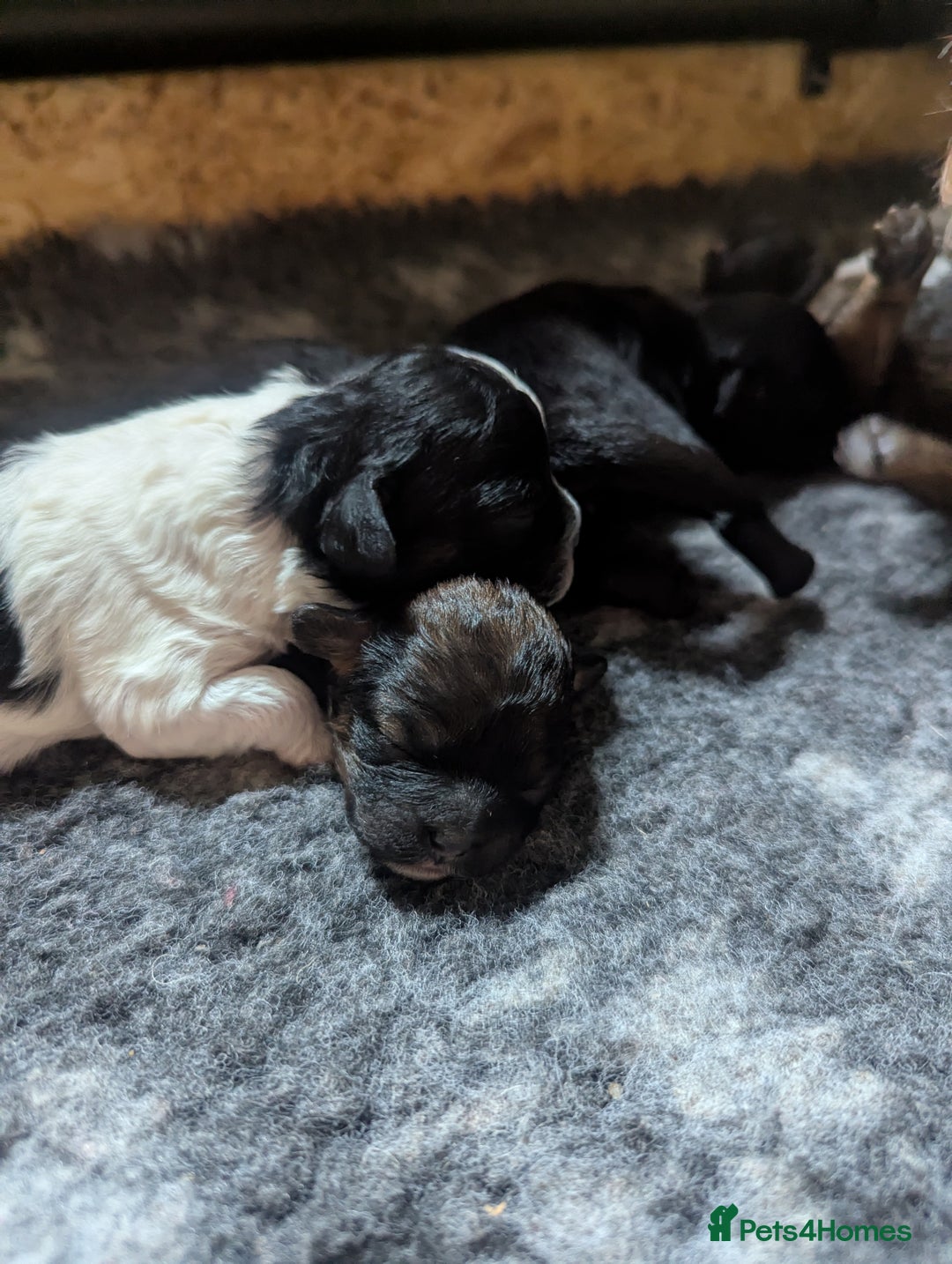Shihpoo dogs for sale: F2 shihpoo puppies. - Image 14