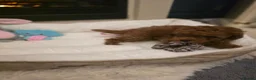Toy Poodle dogs for sale: KC registered red toy poodles  - Advert 9