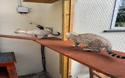 Bengal cats for sale: 5 Bengal kittens , 2 boys and 3 girls  - Image 31