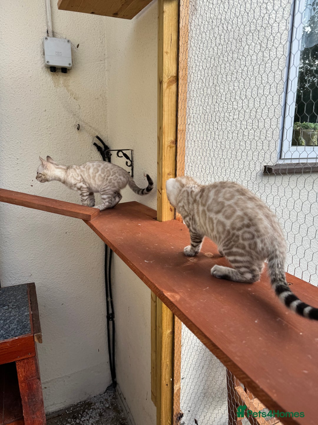 Bengal cats for sale: 5 Bengal kittens , 2 boys and 3 girls  - Image 31