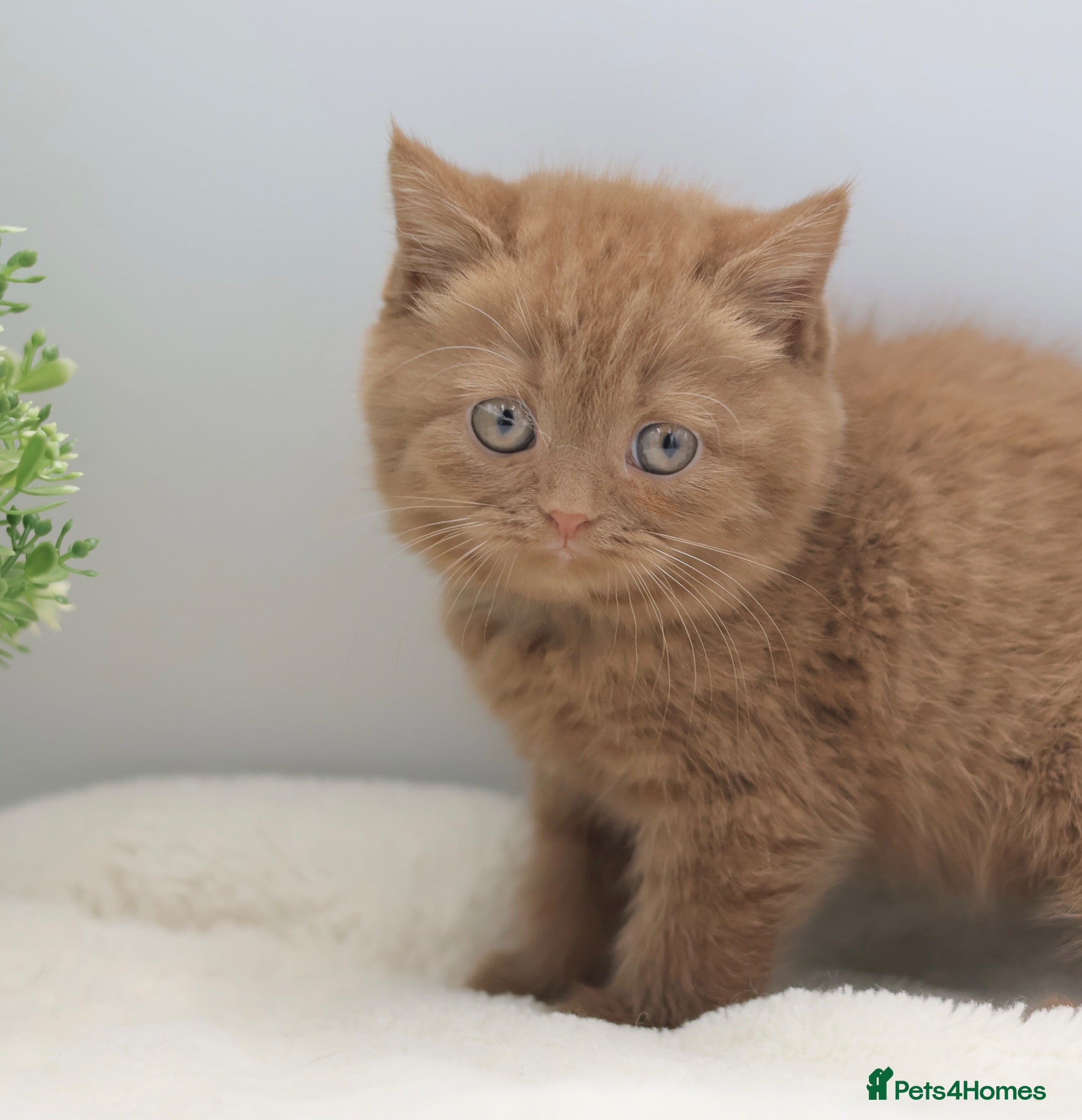 British Shorthair cats PEDIGREE BRITISH SHORTHAIR KITTENS - Advert 1