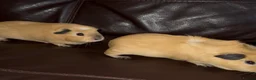 Guinea Pig rodents for sale: guinea pig sisters Honey & Maple in London - Advert 12