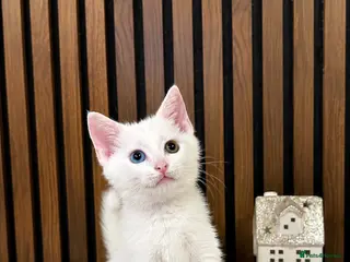 Domestic Shorthair cats Stunning Kittens | Bella's Litter | Ready Now - Advert 5