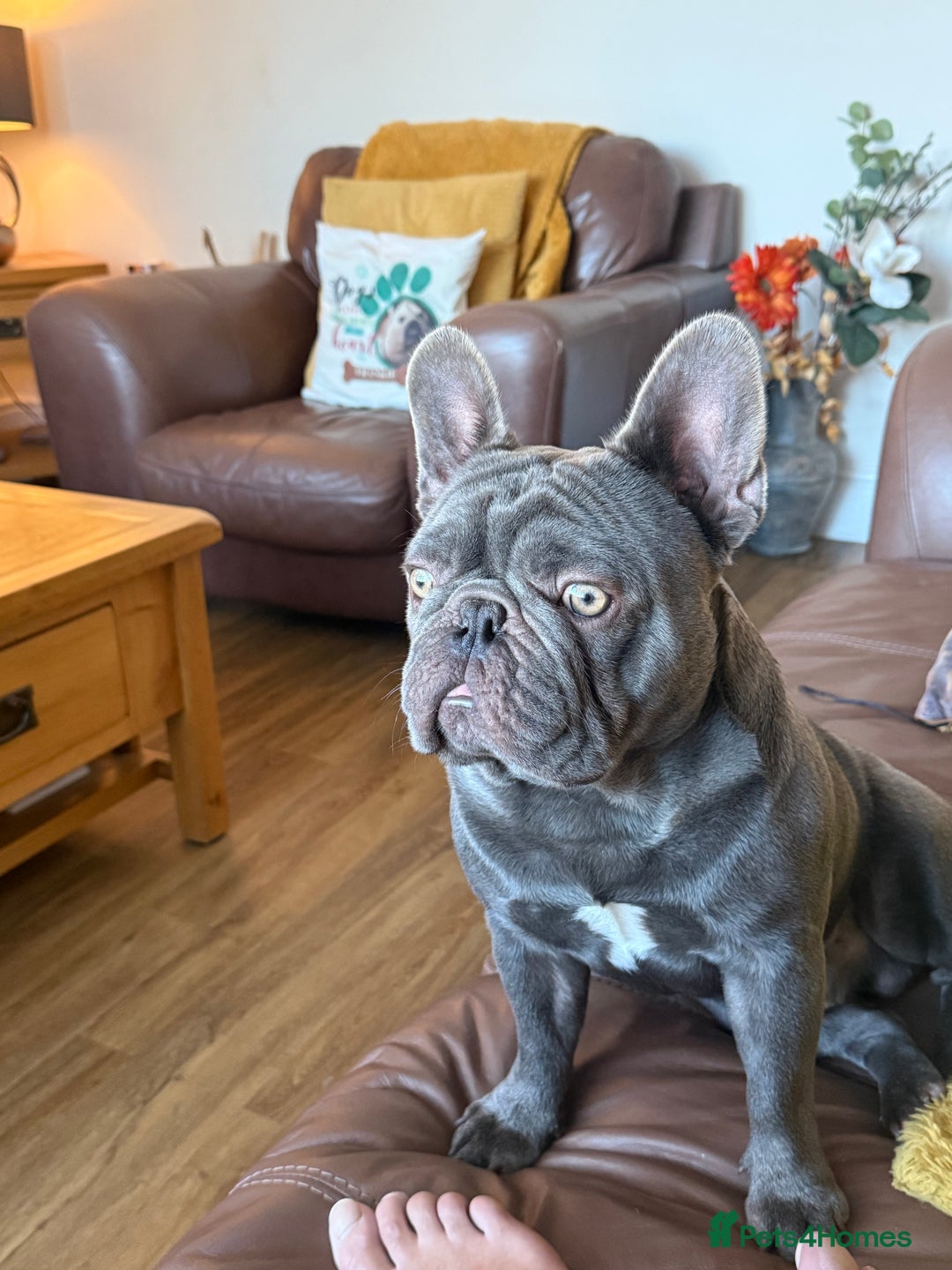 French Bulldog dogs for sale: French bulldog male  - Image 2
