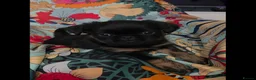 Griffon Bruxellois dogs for sale: Stunning Griffon Bruxellois puppies KC registered - Advert 25