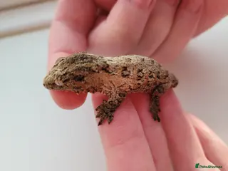 Gecko reptiles Leachianus Geckos Adults & Babies last few - Advert 17