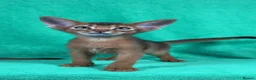Abyssinian cats for sale: Beautiful GCCF Registered Abyssinian Kittens 💙❤️ - Advert 7