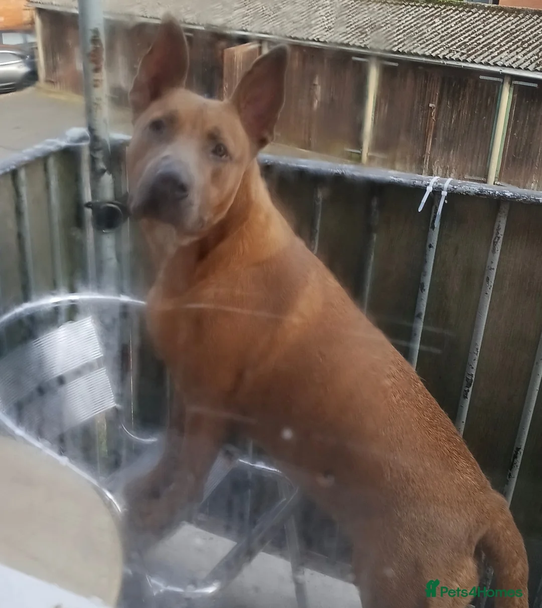 Mixed Breed dogs for adoption: 🧡RUBY – Young Girl Desperately Needing a Chance🧡 - Advert 1
