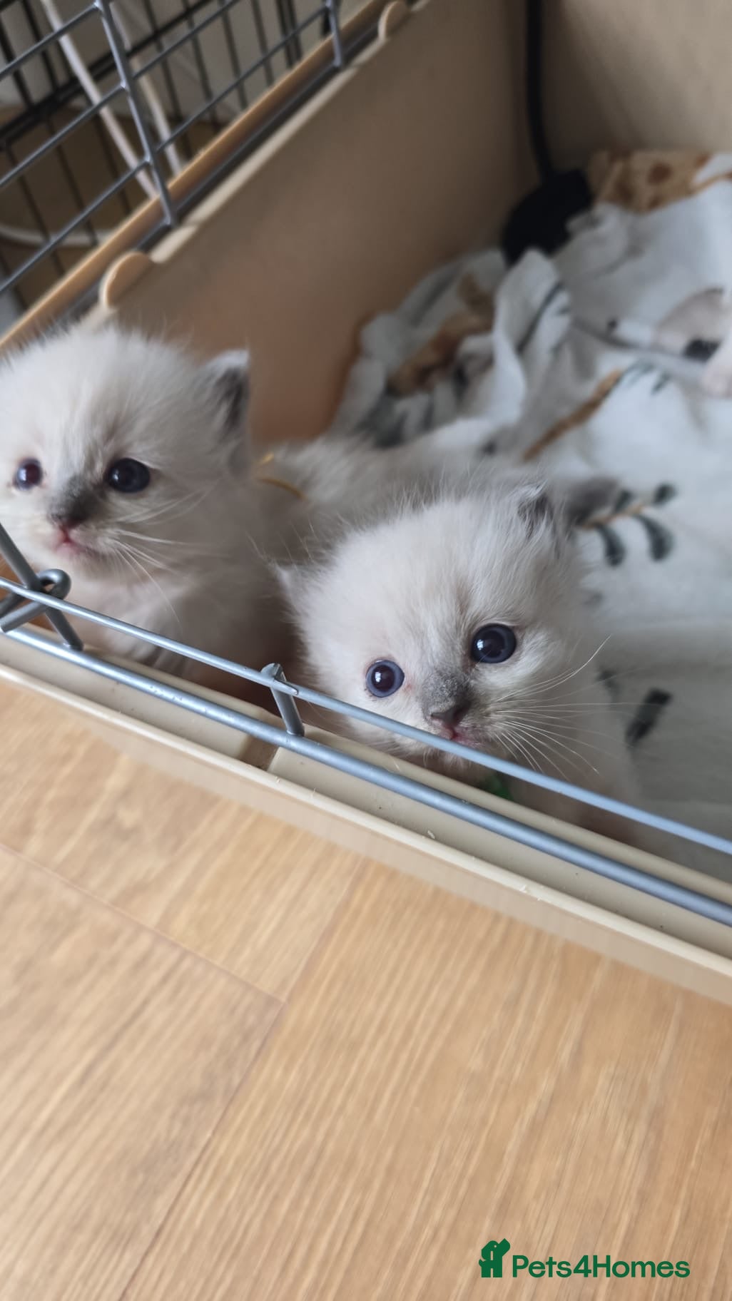 Ragdoll cats GCCF RAGDOLL KITTENS - Advert 1