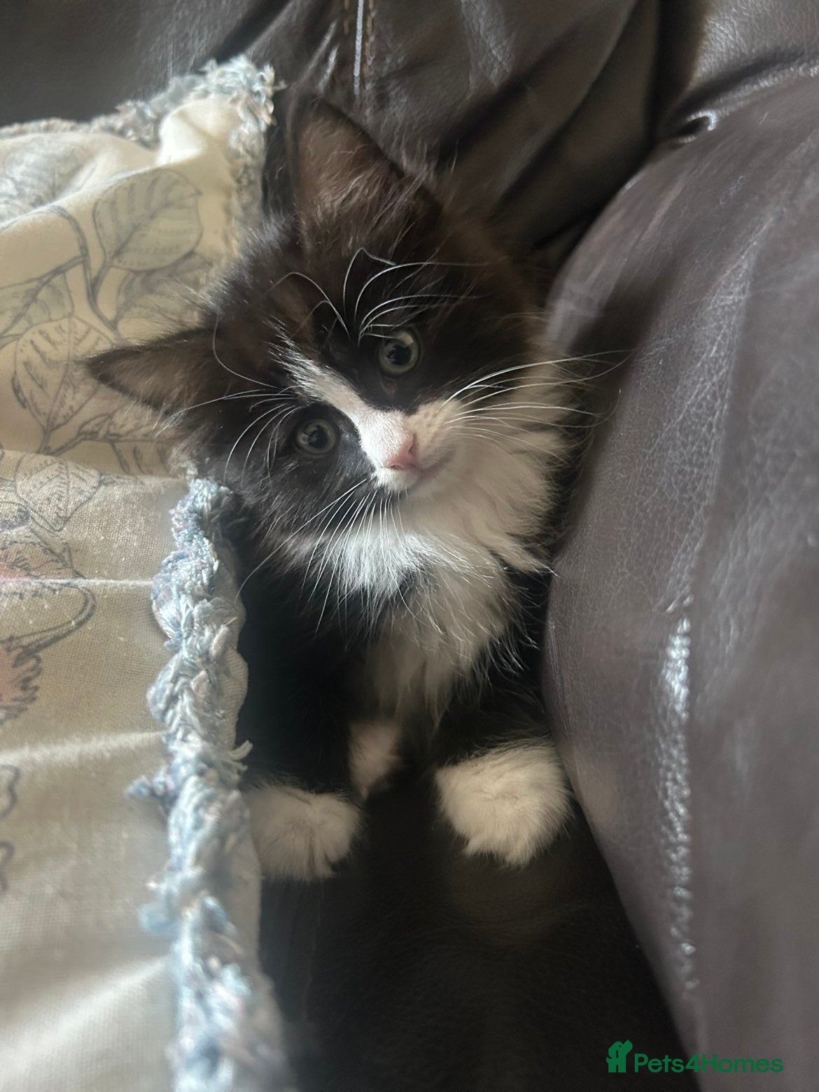 Ragdoll cats for sale: URGENT REHOME 8 week old male kitten half ragdoll in Consett - Advert 2