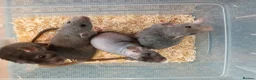 Rat rodents for sale: 3 Very friendly rat girls. - Advert 2