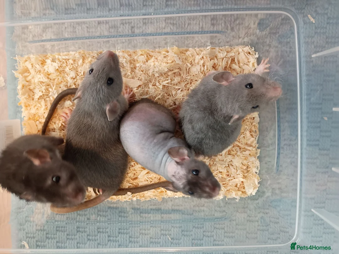 Rat rodents for sale: 3 Very friendly rat girls. - Advert 2