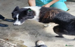 Mixed Breed dogs for adoption: Drummer, 6-7 yrs old. Available for adoption. - Image 11