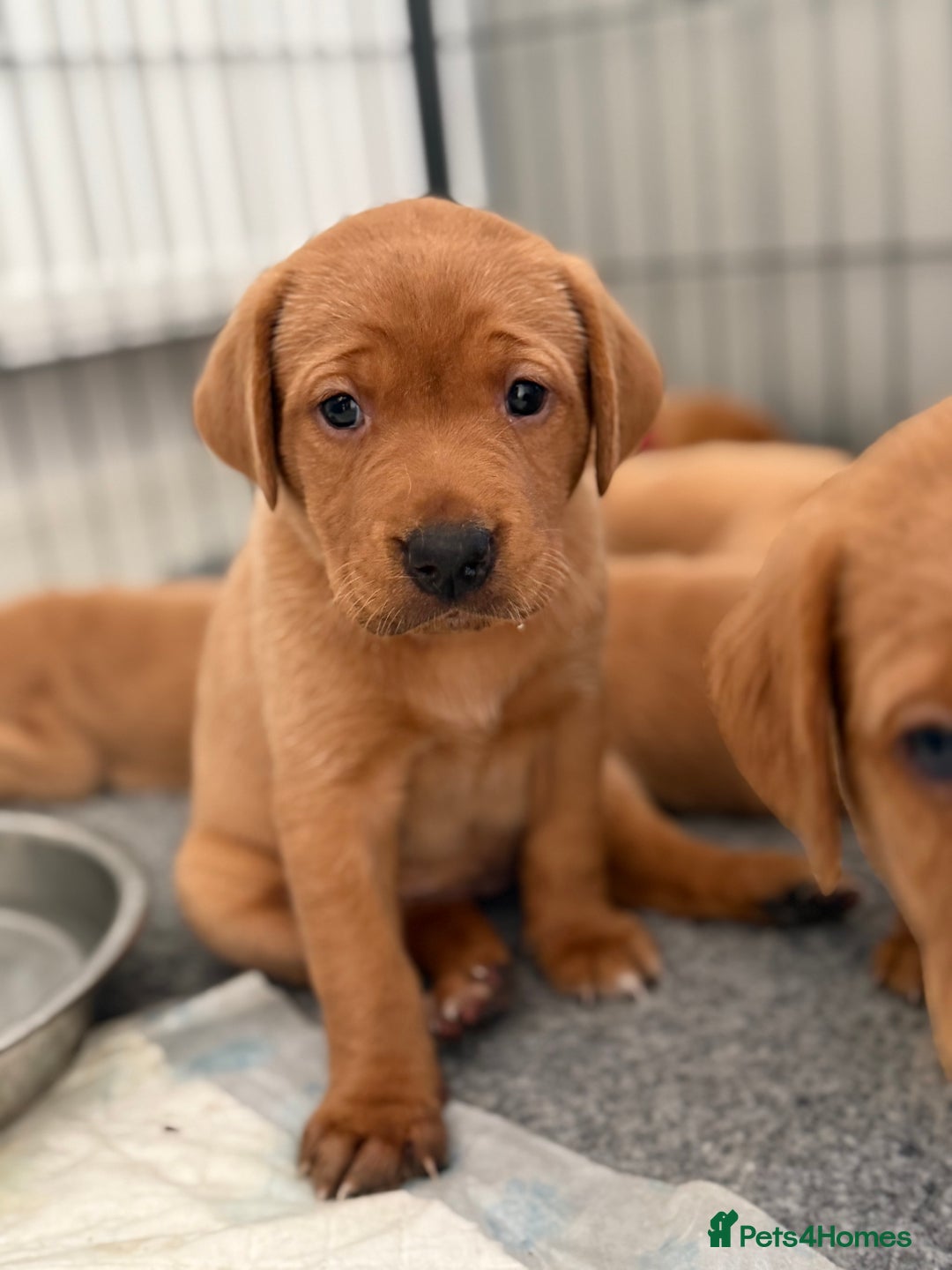 Labrador Retriever dogs for sale: KC Red fox Labrador retrievers  - Image 10