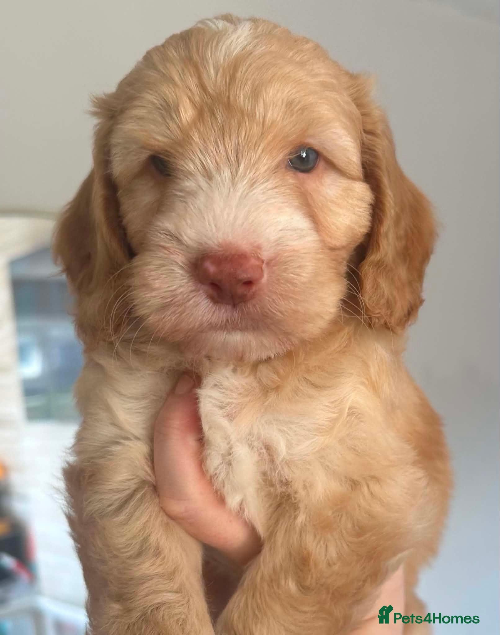 Cockapoo dogs F1 Cockerpoo Puppies - Advert 2