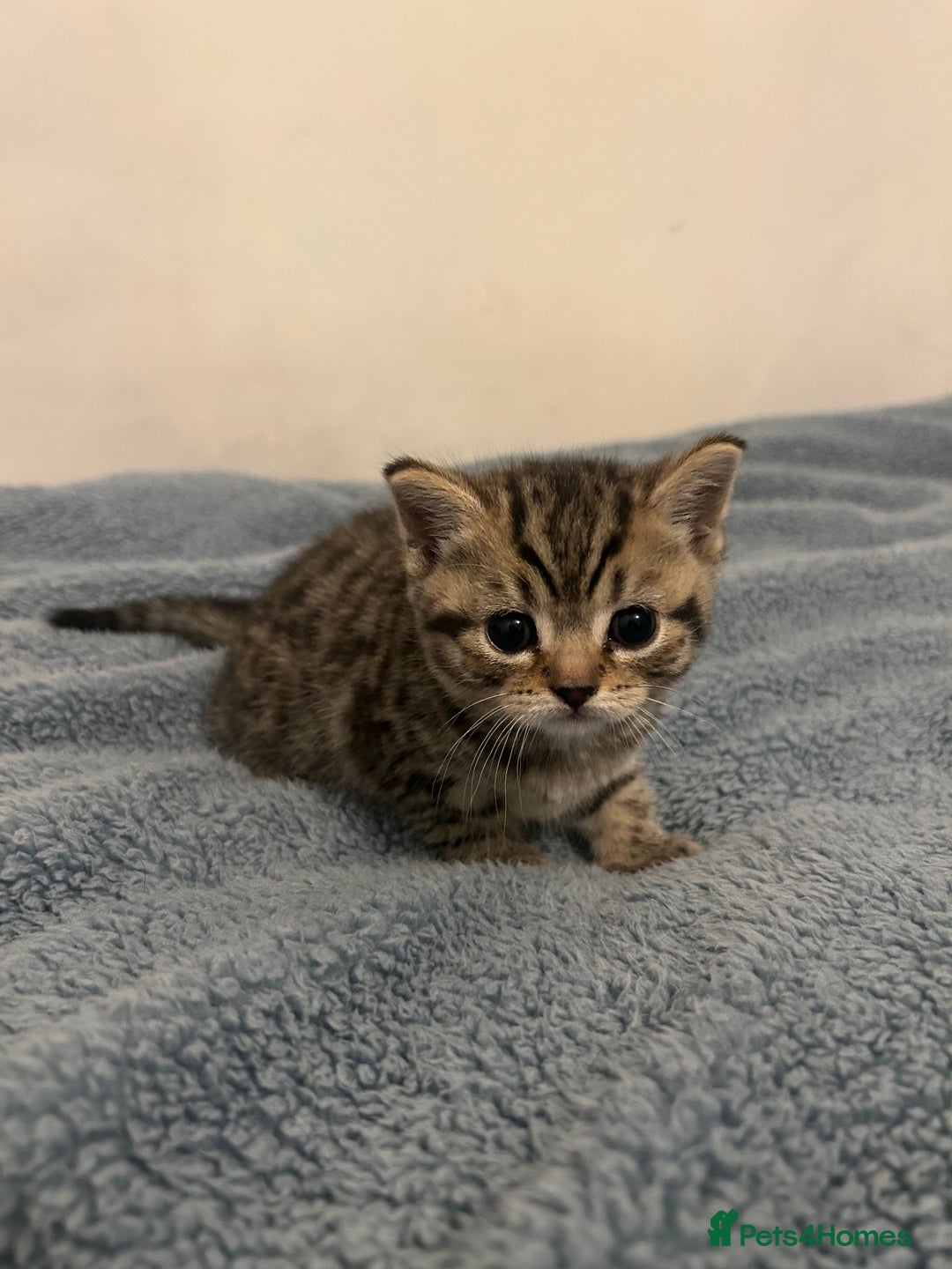 British Shorthair cats for sale: British Short Hair Kittens - Advert 6