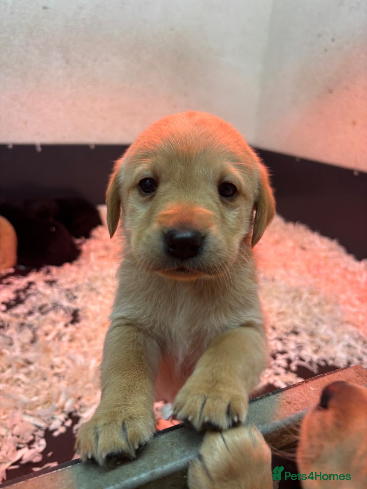 Labrador Retriever dogs Working Labrador puppies for sale, south Wales’s  - Advert 1