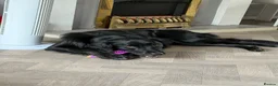 Borador dogs for sale: Male 18 month old Borador in Kenilworth - Advert 2
