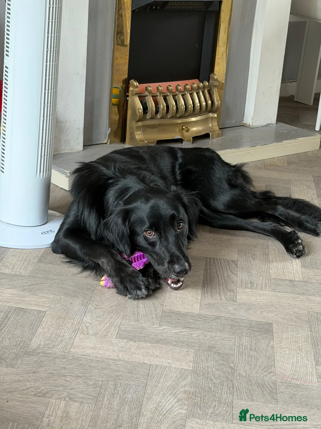 Borador dogs for sale: Male 18 month old Borador in Kenilworth - Advert 2