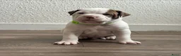 Mixed Breed dogs for sale: American bulldog x Alapaha blueblood bulldog  - Advert 15