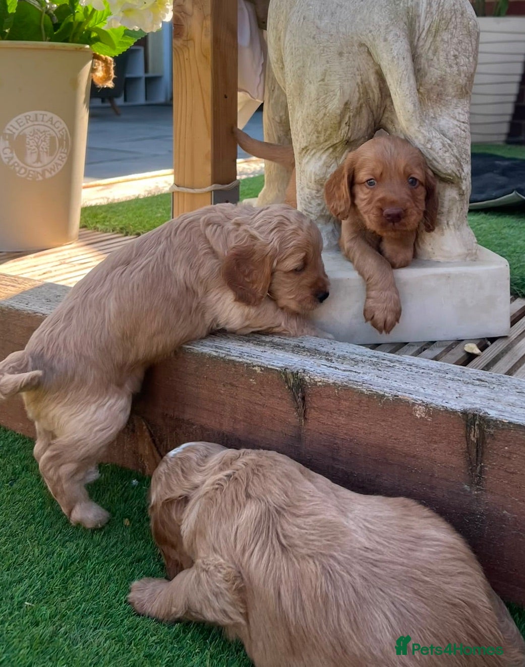 Cockapoo dogs Stunning cockapoo puppies - Advert 1