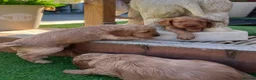 Cockapoo dogs for sale: Stunning cockapoo puppies in Beccles - Advert 1