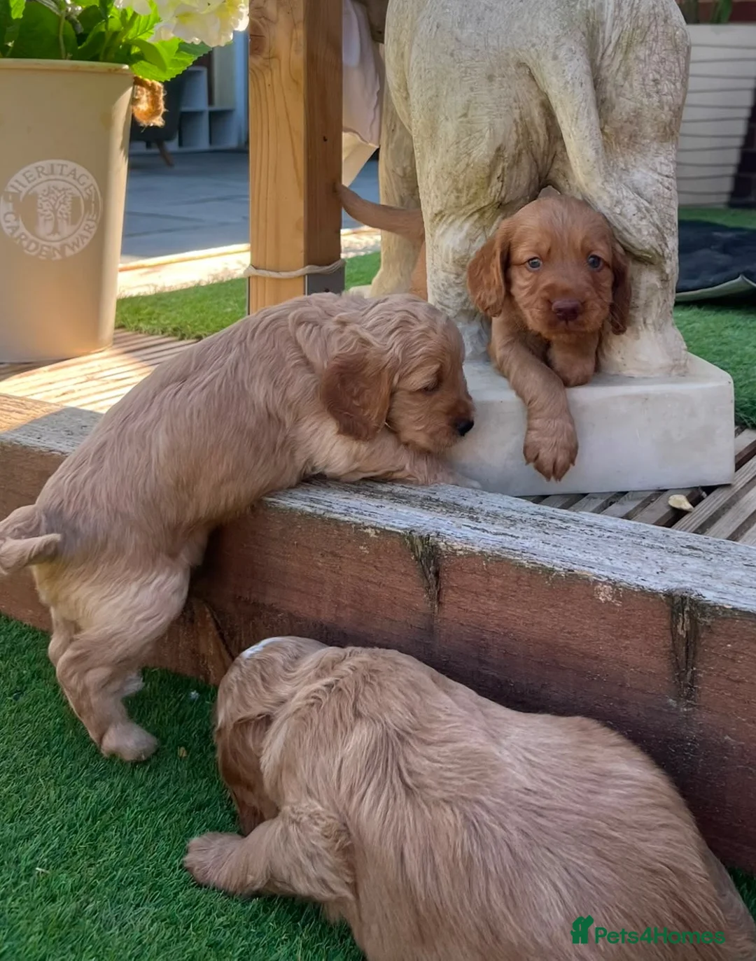 Cockapoo dogs for sale: Stunning cockapoo puppies in Beccles - Advert 1