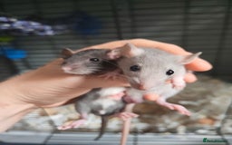 Rat rodents for sale: Baby rats  - Image 3