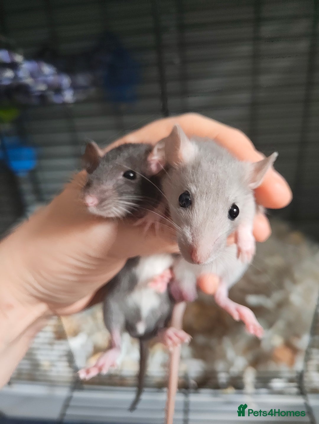 Rat rodents for sale: Baby rats  - Image 3