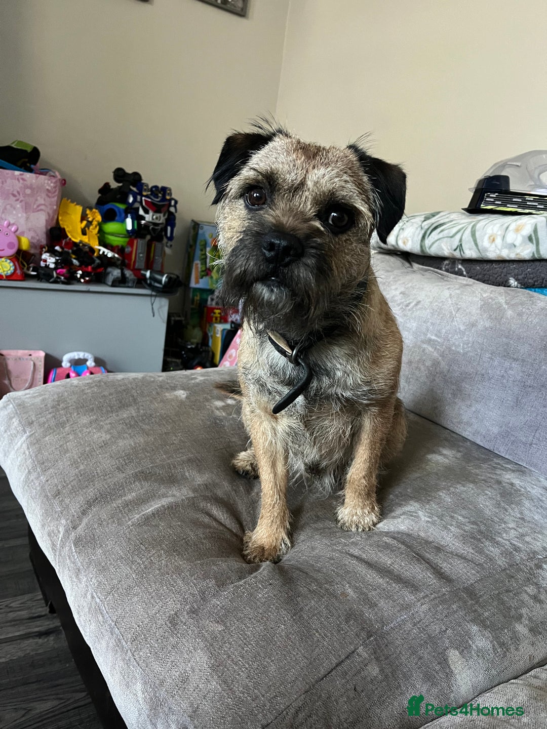 Border Terrier dogs for stud: Border terrier stud  in Rochdale - Image 3