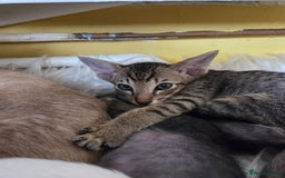 Siamese cats for sale: Siamese and Oriental Kittens  - Image 8