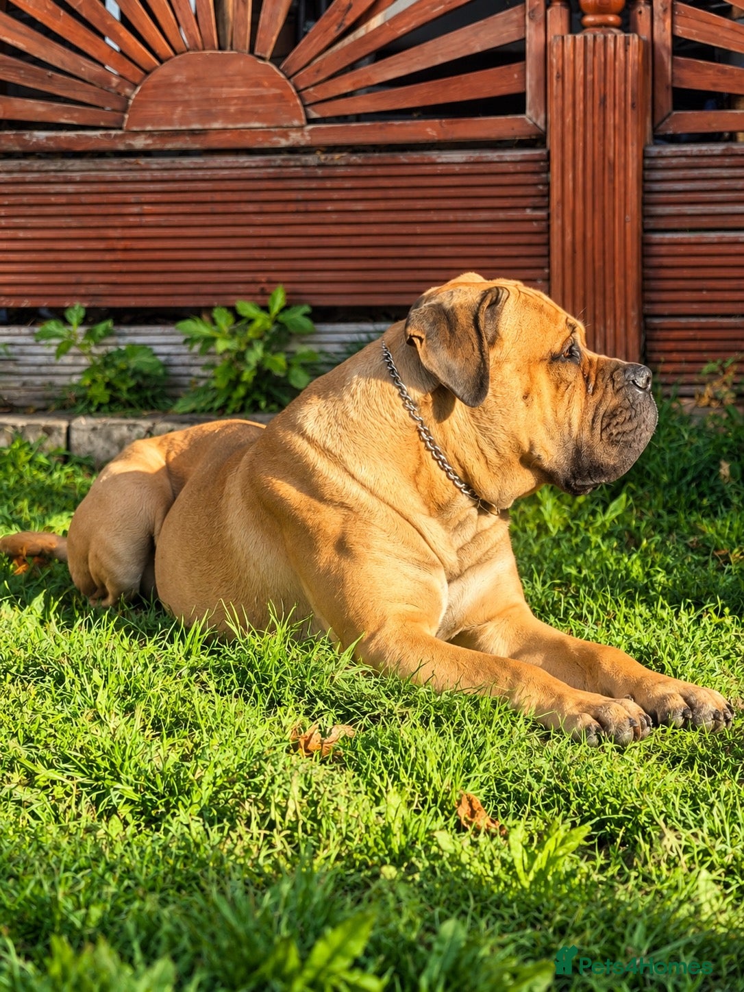 Cane Corso dogs Lockdown Kennels UK ‘HULK’ - Advert 4