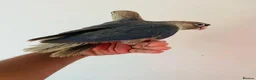 Conures birds for sale: Hand reared conures for sale  - Advert 7