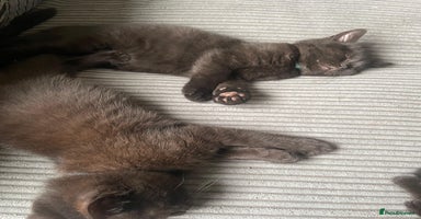 British Shorthair cats GCCF Black British Shorthair Kittens - Advert 15