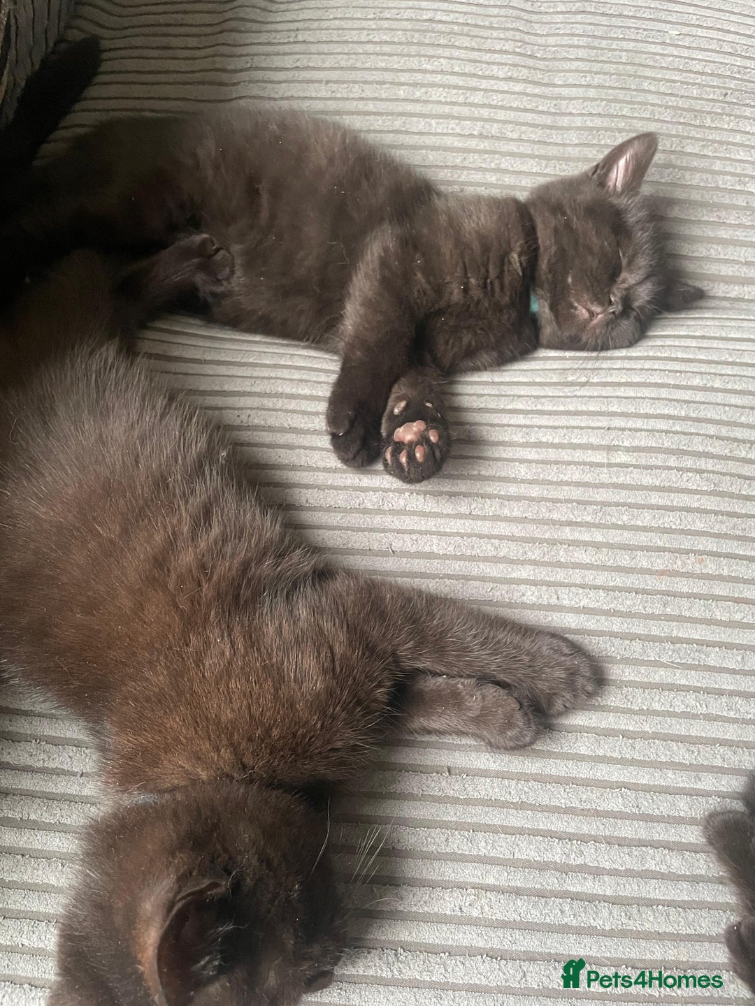 British Shorthair cats for sale: GCCF Black British Shorthair Kittens - Advert 12