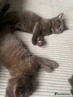 British Shorthair cats GCCF Black British Shorthair Kittens - Advert 8
