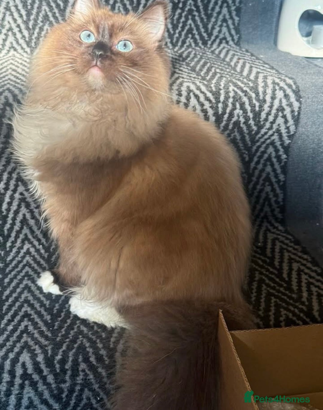 Ragdoll cats for sale: Tica lilac smoke sepia male  - Advert 3