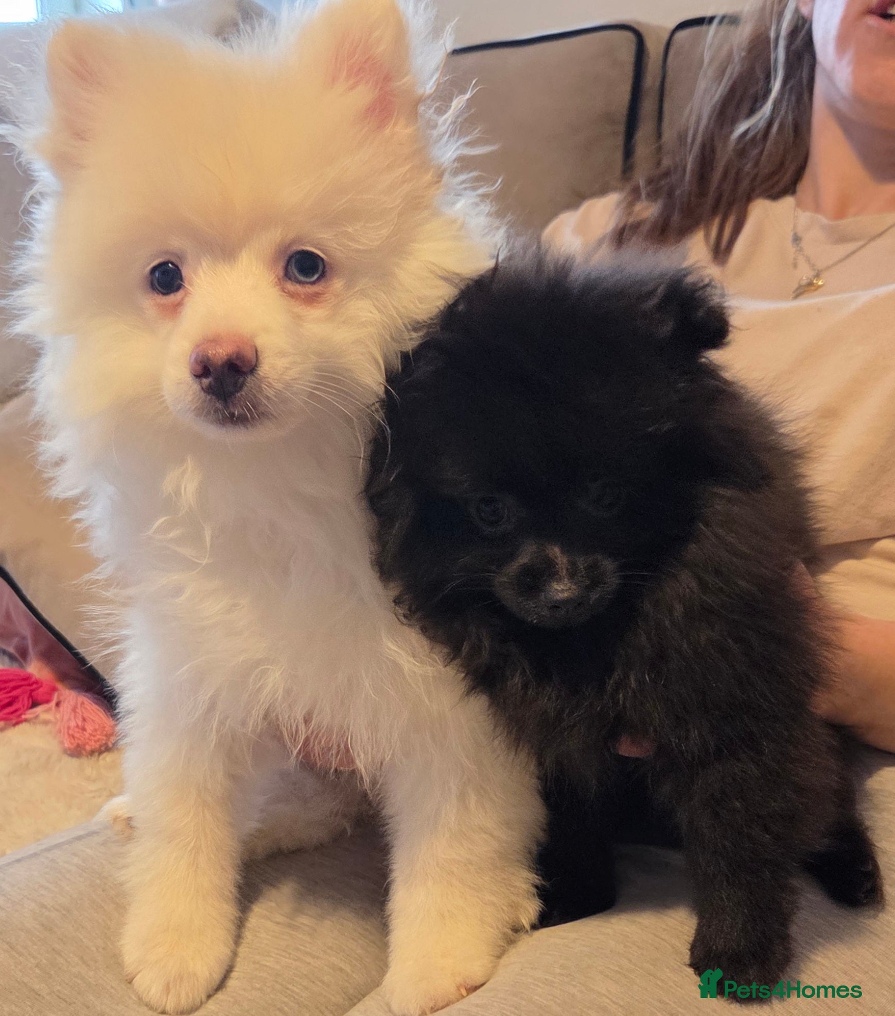 Pomeranian dogs One boy and one girl left   - Advert 4