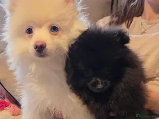 Pomeranian dogs One boy and one girl left - Advert 4