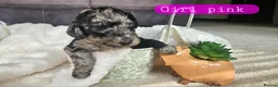 Cockapoo dogs for sale: Beautiful F1B blue merle miniature poodle  - Advert 27