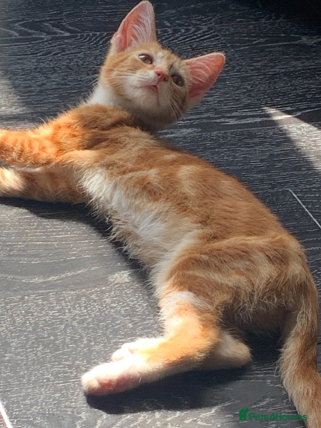 Mixed Breed cats for sale: Bengal kitten needing home ASAP - Image 2