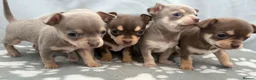 Chihuahua dogs for sale: Adorable Chihuahua Puppies, Loving Temperaments 🐾 in Leatherhead - Advert 9